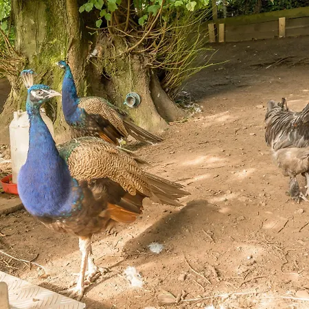 Tatil Evi Eden House